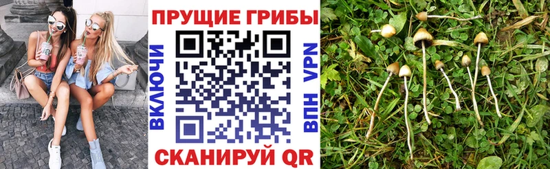 ссылка на мегу рабочий сайт  Чегем  Псилоцибиновые грибы Psilocybe  цена  